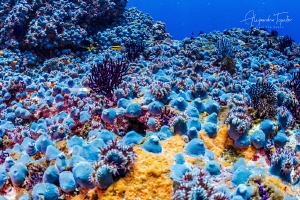Blue Reef, Puerto Vallarta México by Alejandro Topete 